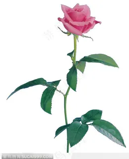 端庄美丽的玫瑰