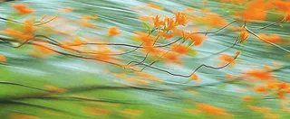 橙色鲜花意境流水渐变朦胧背景