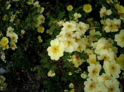 蔷薇花高清唯美图片 蔷薇花高清唯美图片