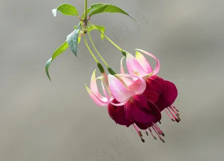 倒挂金钟漂亮花朵图片