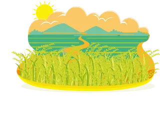 现代农业田地麦地