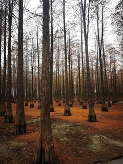 冬日唯美水上金色森林水杉