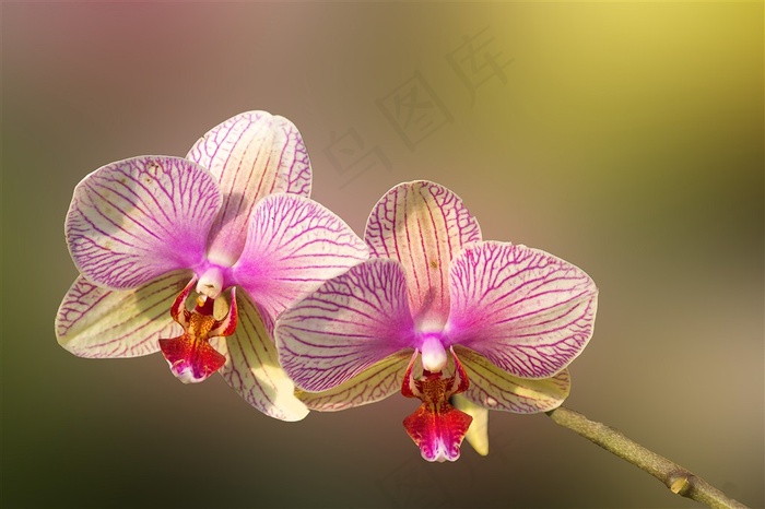 唯美粉色蝴蝶兰兰花图片