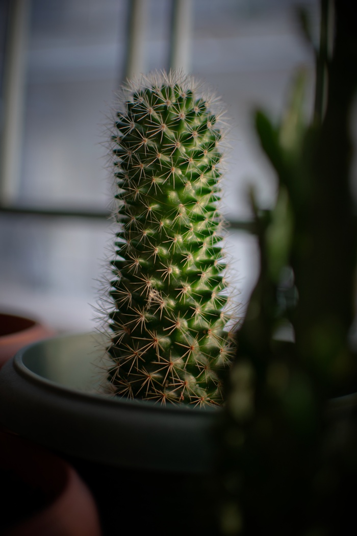 绿色仙人掌仙人球摄影素材
