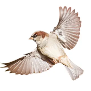 免抠小鸟实物摄影图片