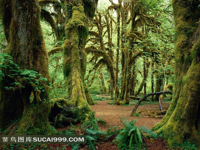 热带雨林中的大树