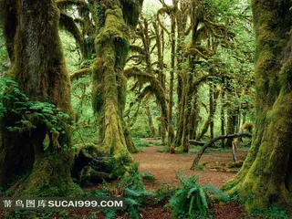 热带雨林中的大树