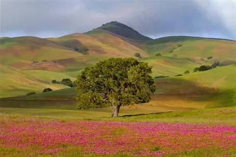 草原上的花园和大树摄影 草原上的花园和大树摄影