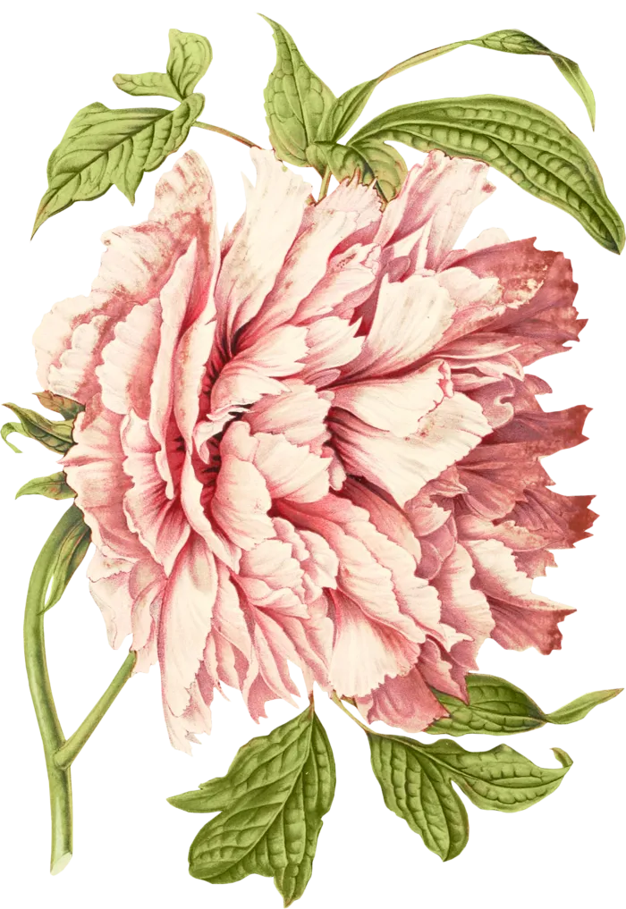 复古手绘植物花卉玫瑰花PNG免扣图案高清图片PS设计素材图