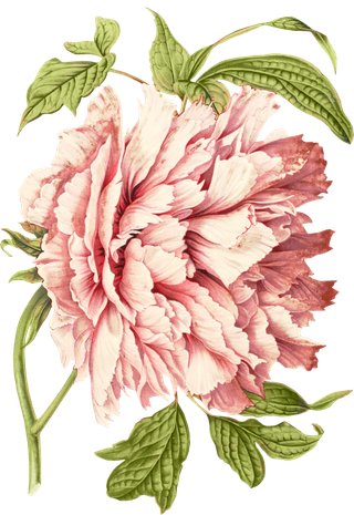 复古手绘植物花卉玫瑰花PNG免扣图案高清图片PS设计素材图