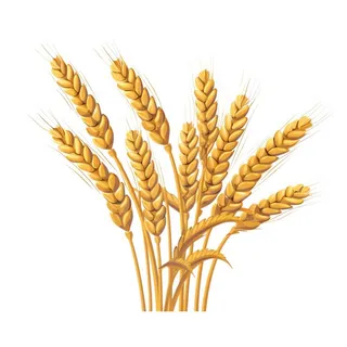 小麦麦穗金黄免抠