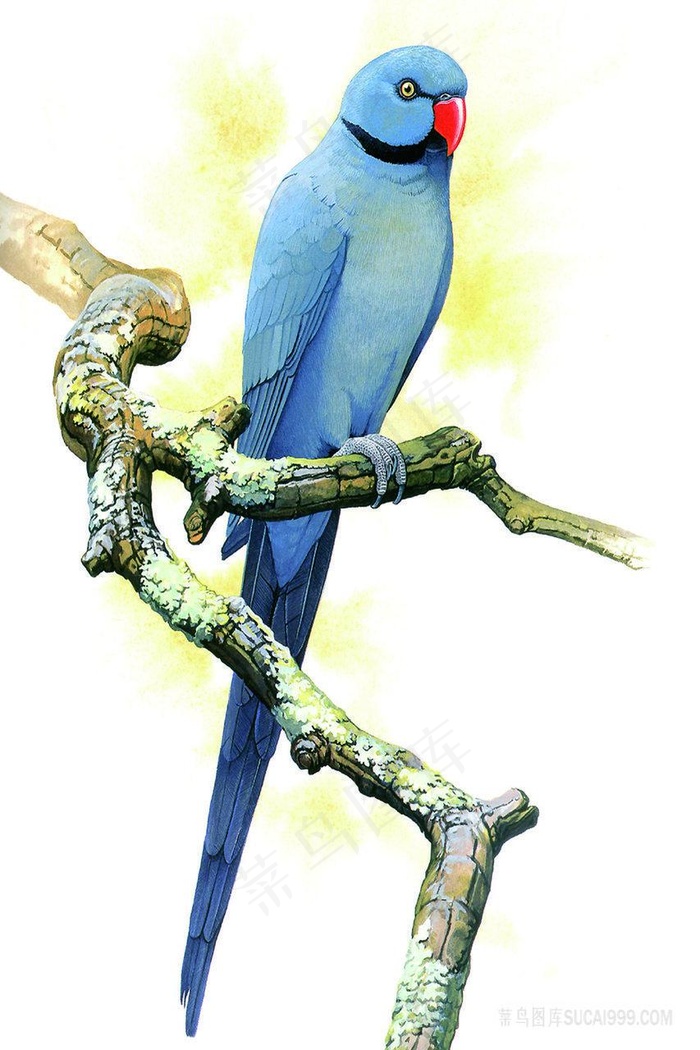 树枝鸟鹦鹉装饰画