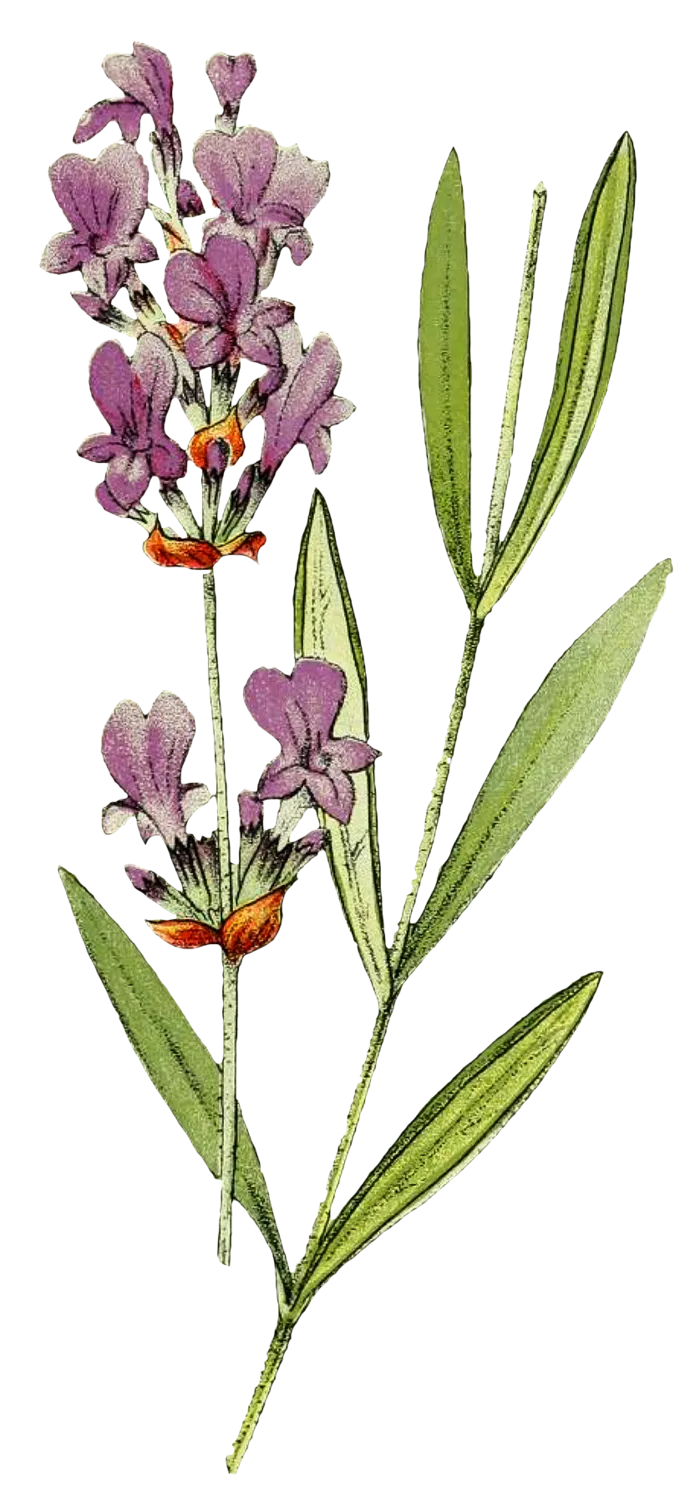 复古手绘植物花卉玫瑰花PNG免扣图案高清图片PS设计素材图