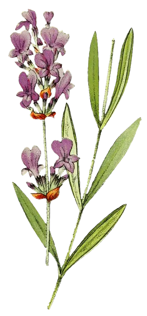 复古手绘植物花卉玫瑰花PNG免扣图案高清图片PS设计素材图