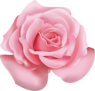鲜花玫瑰免扣素材