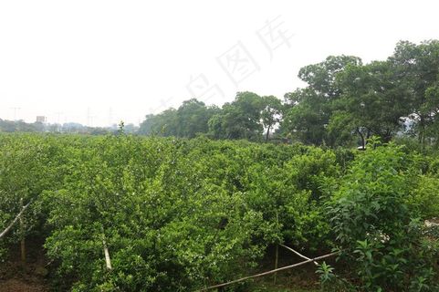 绿色的小清新柑橘树摄影图