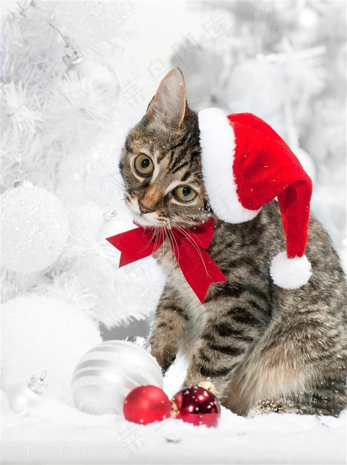 无辜的圣诞小猫咪图片