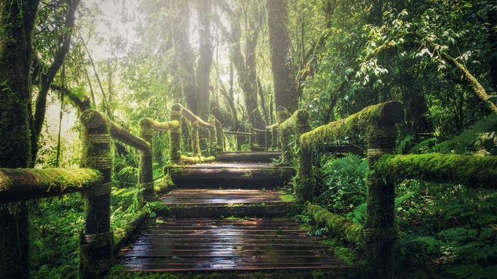 高清森林小路风景