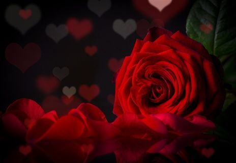 唯美高清红色玫瑰花鲜花图片