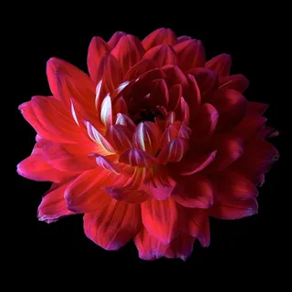 超高清大丽花鲜花图片