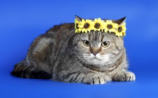 小猫戴花环