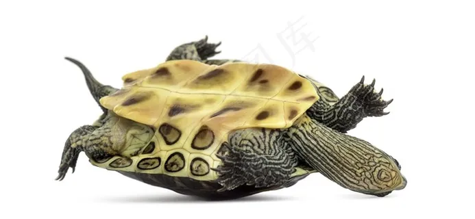 乌龟细节特写素材图片 乌龟细节特写素材图片