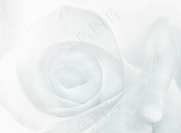 灰色玫瑰花背景图片