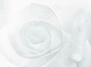 灰色玫瑰花背景图片