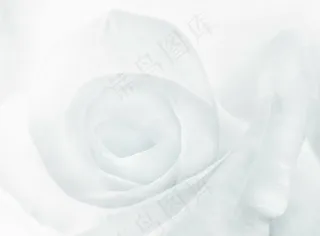 灰色玫瑰花背景图片