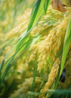 小麦麦穗稻穗摄影图素材背景