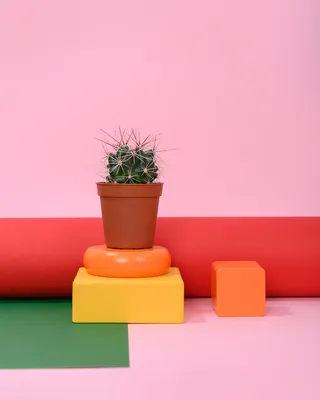 绿色仙人掌仙人球摄影素材