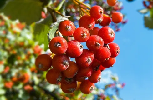 红色浆果自然 绿色 果 红色浆果自然 绿色 果