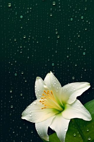 中国风传统绿色百合花简约背景