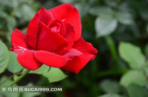 绿叶中盛开的红玫瑰花