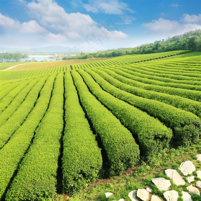 茶叶种植系列 - 大型的茶叶种植区