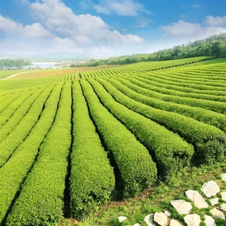 茶叶种植系列 - 大型的茶叶种植区 茶叶种植系列 - 大型的茶叶种植区