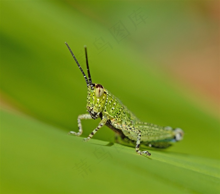 蚂蚱蝗虫害虫昆虫摄影图