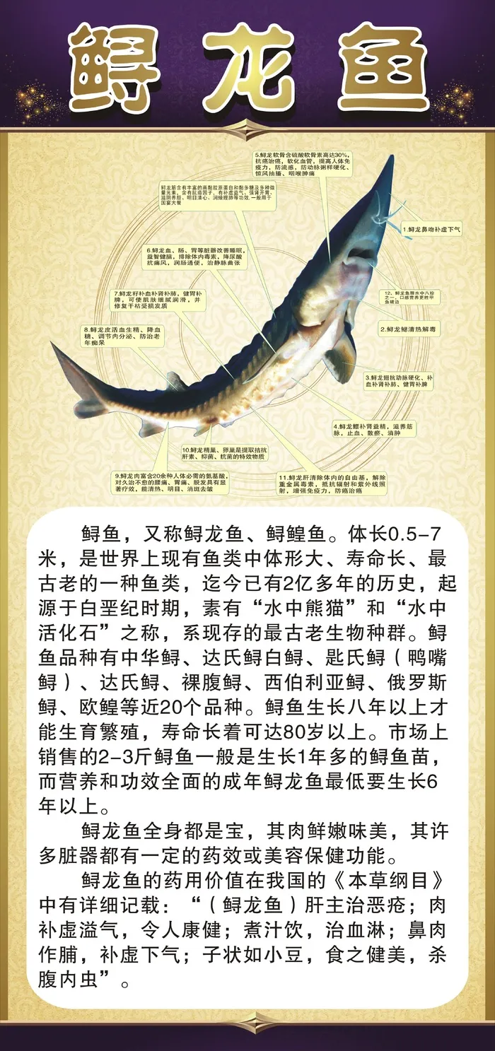 鲟龙鱼图解cdr矢量模版下载
