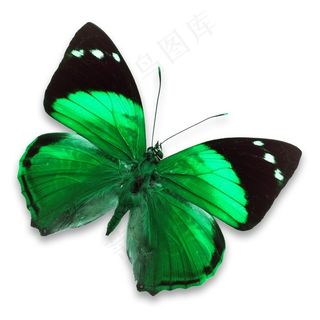 绿色的蝴蝶素材