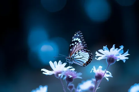 蝴蝶鲜花简约渐变背景