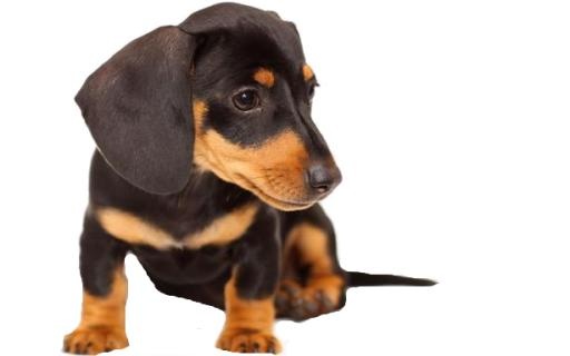腊肠犬 PNG免抠(614x384)