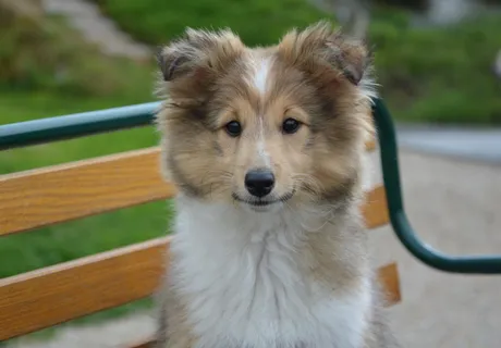 可爱牧羊犬图片 可爱牧羊犬图片