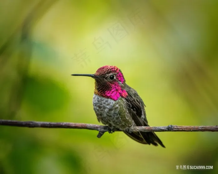 可爱的蜂鸟图片
