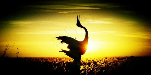 野生动物丹顶鹤