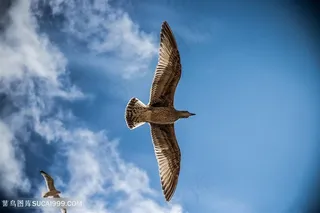 蓝天白云雄鹰