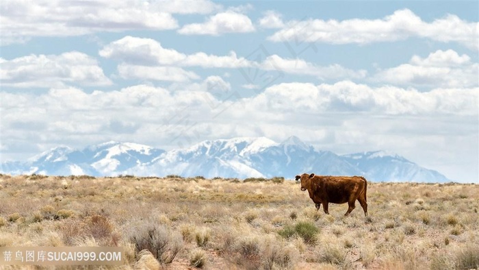 山脉草原牛壁纸