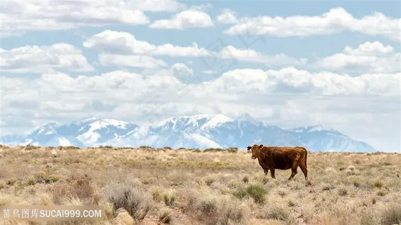 山脉草原牛壁纸