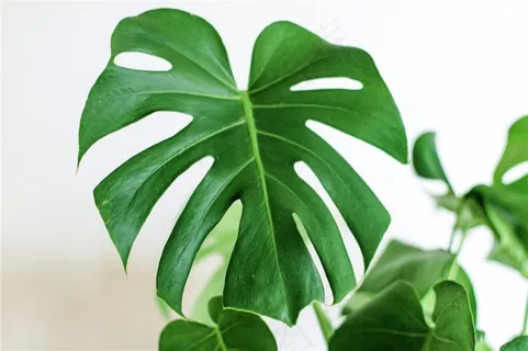 清新的龟背竹 清新的龟背竹