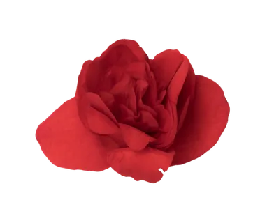 鲜花玫瑰免扣素材