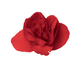 鲜花玫瑰免扣素材